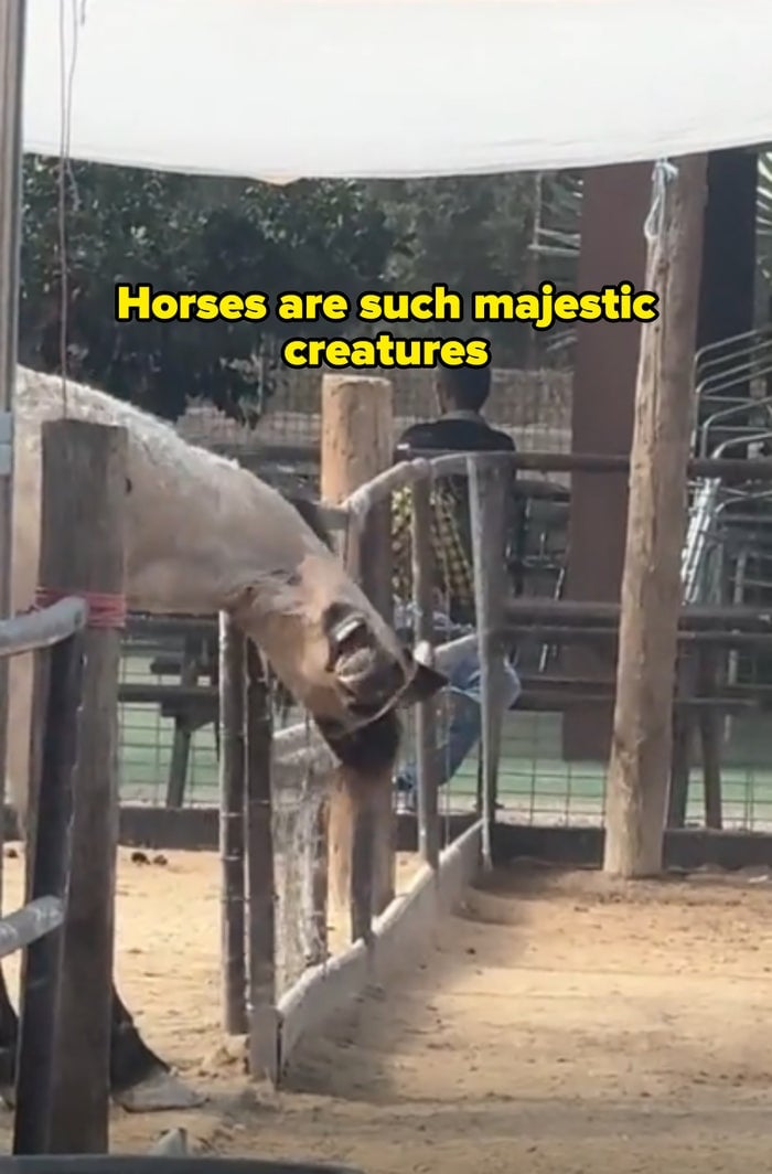 馬がフェンス越しに逆さまになってて、面白い表情で &quot;馬ってマジで荘厳な生き物だよね&quot; ってキャプションがついてる